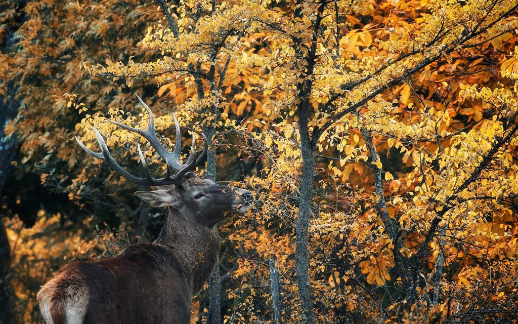 visitare scanno in autunno