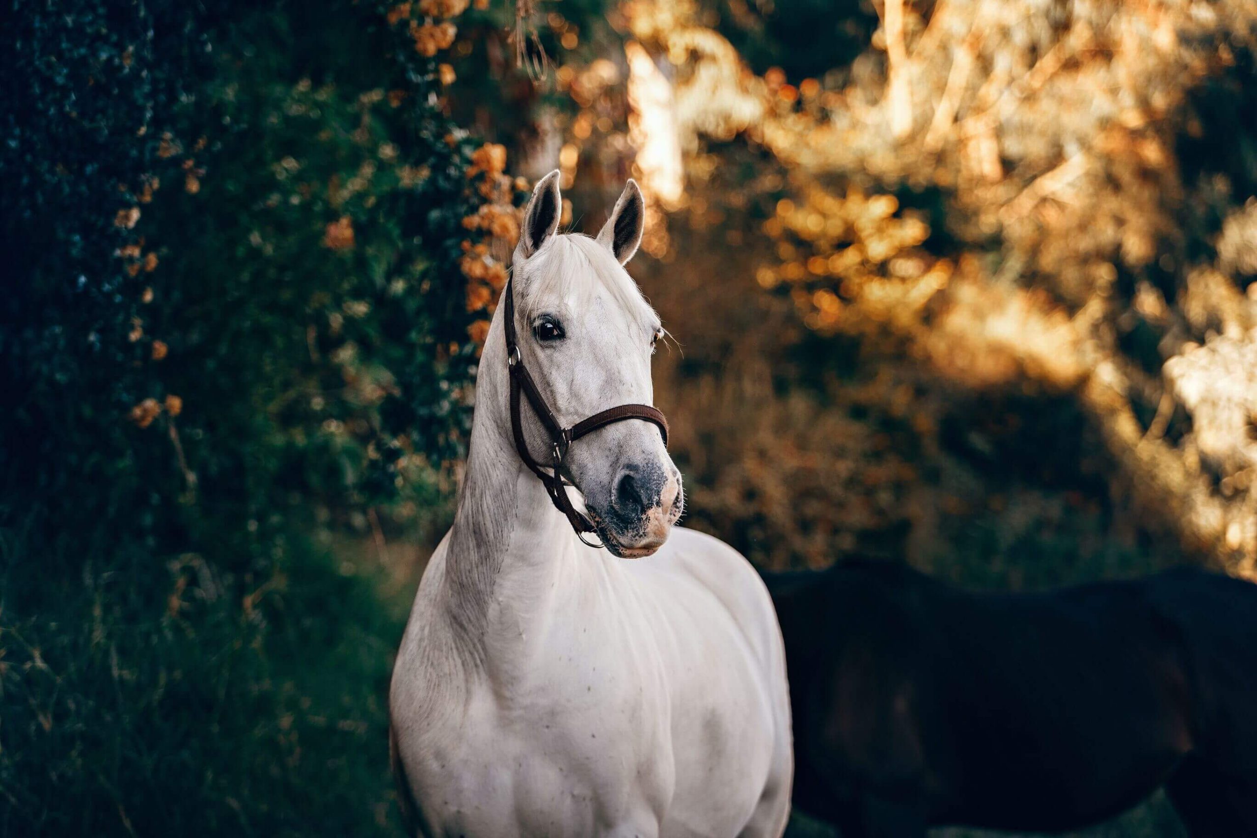 escursione a cavallo scanno