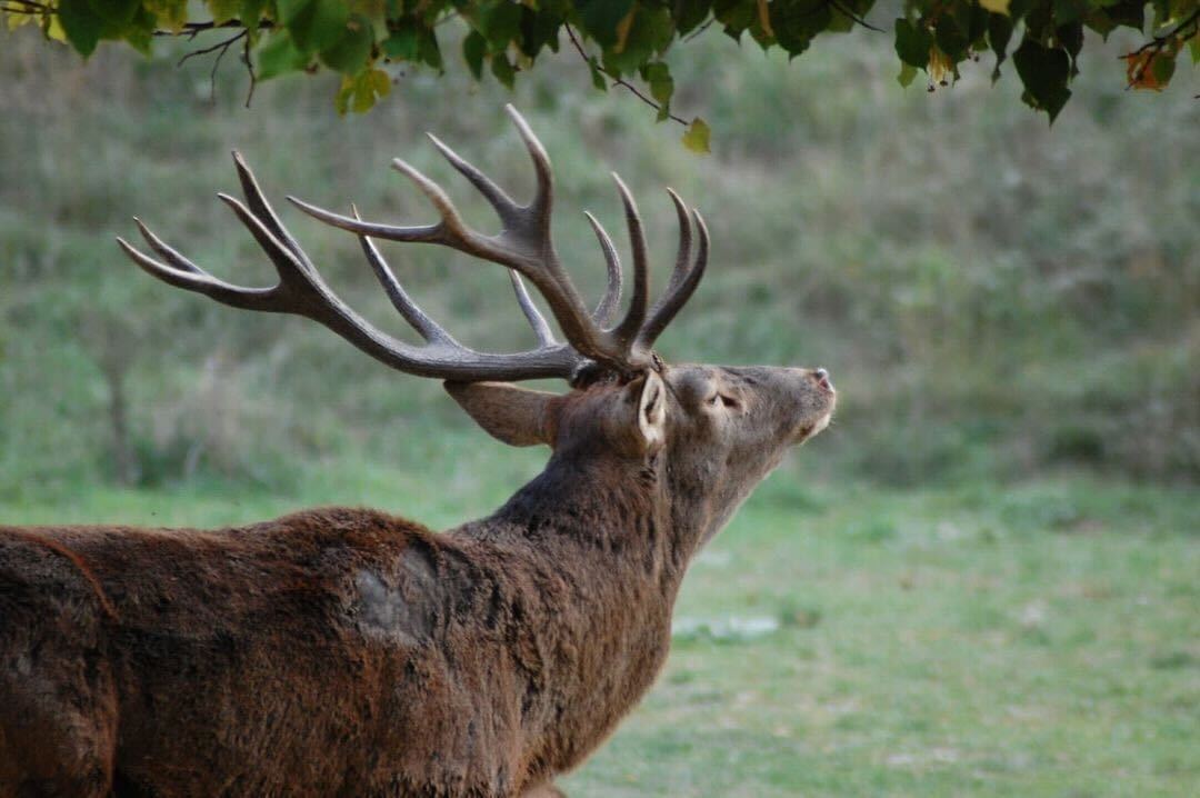 fauna scanno