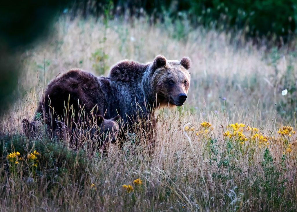 orso-bruno-marsicano-a-rischio-di-estinzione